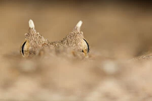 African Viper Gallery: Horned adder (Bitis caudalis) eyes and horns, Swakopmund, Erongo, Namibia