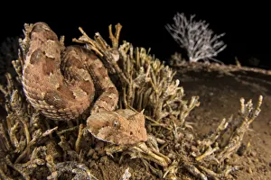Horned adder (Bitis caudalis) waiting for a passing prey into the Namib Desert, Brandberg