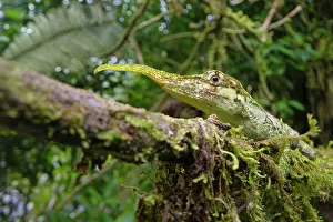 Squamata Prints: Horned anole (Anolis proboscis) male