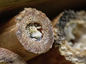 Wasp Prints: Horned black wasp (Passaloecus corniger) nest within a bamboo tube in an insect hotel