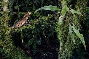 Horned dwarf iguana (Enyalioides praestabilis) on a branch. Sumaco National Park