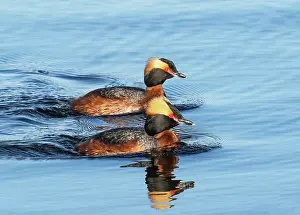 Horned grebes (Podiceps auritus) pair in breeding plumage, displaying and patrolling their breeding lake area, Porsanger Fjord, Finmark, Norway. May