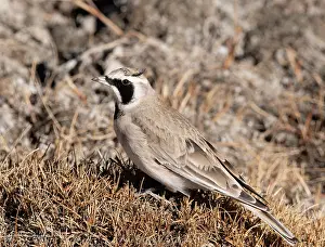 Alaudidae Prints: Horned lark (Eremophila alpestris) male, portrait, Hanle, Ladakh, India