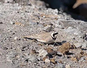 Alaudidae Prints: Horned lark (Eremophila alpestris) male, resting on rocky ground, Hanle, Ladakh, India