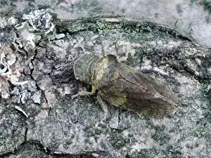 Cicadomorpha Prints: Horned leafhopper (Ledra aurita) resting on bark