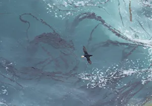 Horned Puffin (Fratercula corniculata) flying over a pattern of kelp and sea foam