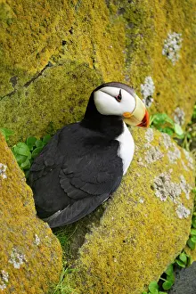 Pribilofs Prints: Horned puffin (Fratercula corniculata) resting on small ledge amid yellow lichen-encrusted rocks