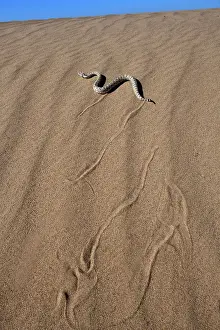 Southwest Usa Prints: Horned rattlesnake (Crotalus cerastes) moving across sand dunes