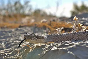 Southwest Usa Prints: Horned rattlesnake (Crotalus cerastes) with tongue out