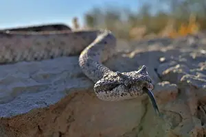 Southwest Usa Prints: Horned rattlesnake (Crotalus cerastes) with tongue out