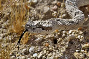 Southwest Usa Prints: Horned rattlesnake (Crotalus cerastes) with tongue out