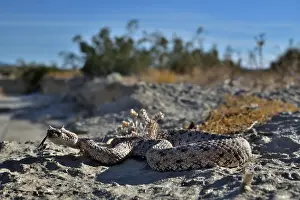 Southwest Usa Prints: Horned rattlesnake (Crotalus cerastes) with tongue out