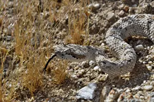 Southwest Usa Prints: Horned rattlesnake (Crotalus cerastes) with tongue out