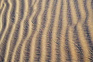 Southwest Usa Prints: Horned rattlesnake (Crotalus cerastes) tracks in sand dunes