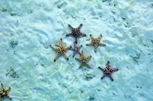 Horned sea star (Protoreaster nodosus ) on sea bed. Malaysia, Indo-Pacific
