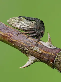 Cicadomorpha Prints: Horned tree hopper (Centrotus cornutus) resting on Dog Rose (Rosa canina) stem