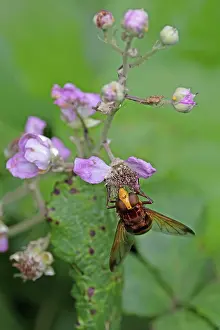 Syrphidae Prints: Hornet hoverfly (Volucella zonaria) nectaring on a flower, Norfolk, England, UK. July