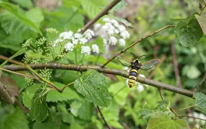 Lepidoptera Prints: Hornet moth (Sesia apiformis), a hornet mimic, resting on a branch, Estonia. June
