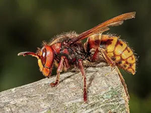 Vespidae Prints: Hornet (Vespa crabro) chewing on wooden stump