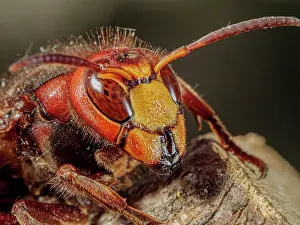 Vespidae Prints: Hornet (Vespa crabro) chewing on wooden stump