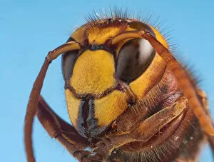 Hornet (Vespa crabro) close up of head