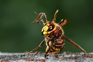 Vespidae Prints: Hornet (Vespa crabro) with Red ant on its antenna