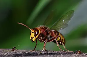 Vespidae Prints: Hornet (Vespa crabro) and Red ant confrontation