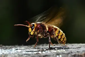 Blurred Movement Prints: Hornet (Vespa crabro) taking flight from log, Dorset, England, UK. October