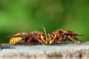 Vespidae Prints: Two Hornets (Vespa crabro) feeding, portrait, Dorset, England, UK. September