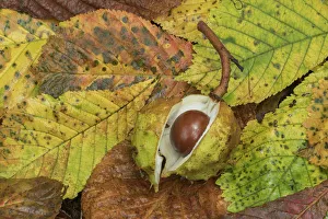 Autumn Prints: Horse chestnut (Aesculus hippocastanum) Clare Glen, County Armagh, Northern Ireland