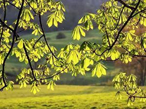 Lake District Prints: Horse chestnut (Aesculus hippocastanum) leaves backlit by the setting sun