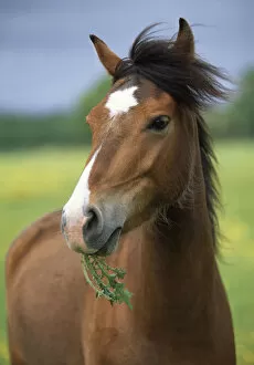 Images Dated 5th July 2011: Horse (Equus caballus) grazing on thistles, UK