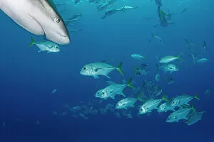 December 2022 Highlights Gallery: Horse-eye jack fish (Caranx latus) schooling around Caribbean reef sharks (Carcharhinus perezi)