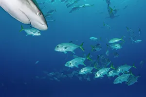 Carcharhinus Prints: Horse-eye jack fish (Caranx latus) schooling around Caribbean reef sharks (Carcharhinus perezi) near Eleuthera Island