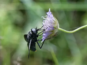Dipsacaceae Prints: Horse fly (Pangonius funebris) nectaring on a Sweet scabious (Scabiosa atropurpurea) flowerhead
