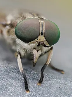 Horse Fly Prints: Horse fly (Tabanus autumnalis) portrait