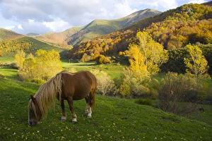 Images Dated 17th June 2009: Horse grazing in mountain valley, autumn, Casasuertes, Picos de Europa NP, Leon, Northern