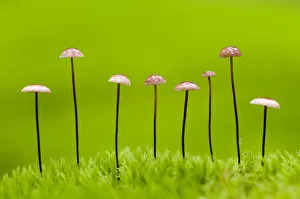 Bence Mate Prints: Horse hair parachute mushrooms (Marasmius androsacaceus) Belarus, June 2009. WWE BOOK