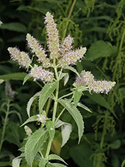 Labiatae Prints: Horse mint (Mentha longifolia) in flower, Rio Fuggio, Leonessa, Lazio, Italy. July