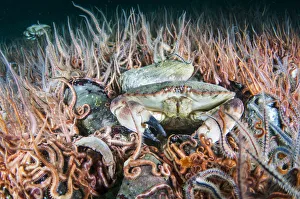 Miispecies Prints: Horse mussel (Modiolus modiolus) bed with Brittlestars (Ophiothrix fragilis) and Edible crab