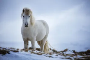Horses & Ponies Collection: Horse near Helgafell, Snaefellsness Peninsula, Iceland, March 2015