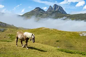 Horse at Portalet pass, Aragon, Spain, near border with France in the Pyrenees, August