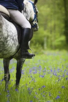Bluebell Prints: Horse and rider trekking through bluebell wood Brecon Beacons National Park, Powys