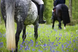 Bluebell Prints: Horse-riding through bluebell wood, Brecon Beacons National Park, Powys, Wales, UK