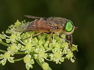 Umbelliferae Prints: Horsefly (Philipomyia aprica) male