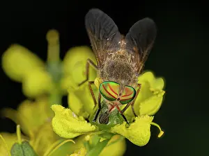 Umbria Prints: Horsefly (Tabanus promesogaeus) feeding on a Rue (Ruta sp)