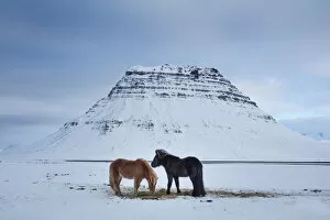 Images Dated 24th February 2016: Horses grazing in the snow in front of Kirkjufell, Snaefellsness Peninsula, Iceland