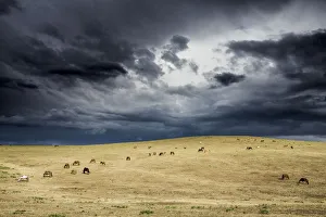 Steppe Prints: Horses grazing in steppe grassland, Altanbulag, Mongolia