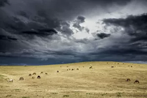 Horses grazing in steppe grassland, Altanbulag, Mongolia