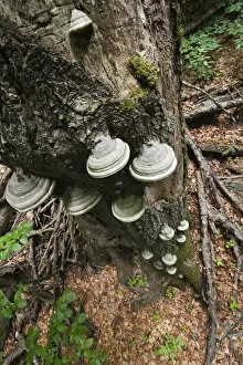 Images Dated 24th May 2009: Horses hoof / Tinder fungus (Fomes fomentarius) growing on dead tree, Morske Oko Reserve